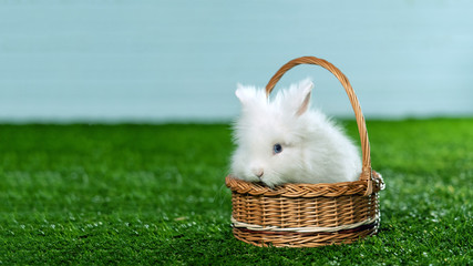 on the artificial green grass is a basket with a white rabbit