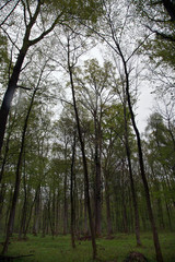 trees in the woods