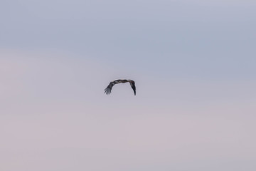 Ptak w locie. © boguslavus