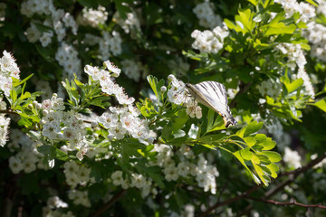 Black and white stripes Moth - Lymantria Rheumaptera - Black Arches moth