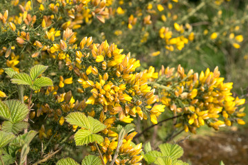 Yellow gorse bush flowers