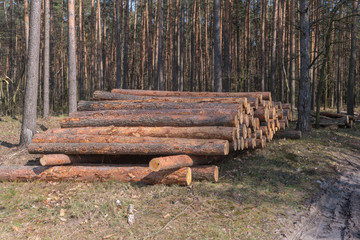 Sterta ściętego drzewa w lesie. © boguslavus