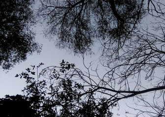 Tree crown traces. Background