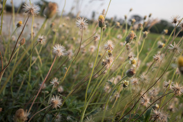 wild flowers  in nature background 
