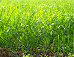 Fresh green spring grass background