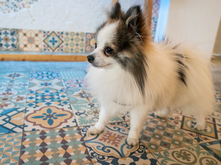 nice dog of pomeranian race on old ceramic floor with colors and geometrical shapes