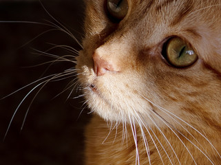 muzzle of a cat close up. Red cat on a black background