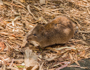 Bandicoot at Cleland Conservation park, Cleland, South Australia