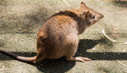 Bandicoot at Cleland Conservation park, Cleland, South Australia