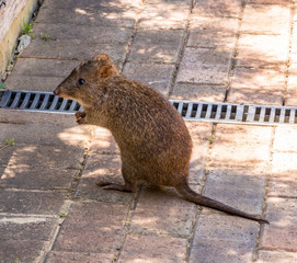 Bandicoot at Cleland Conservation park, Cleland, South Australia