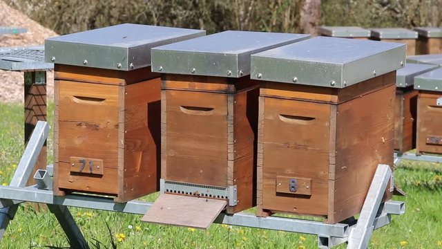 Des abeilles et des ruches