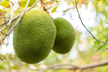 Jack-fruit on jack-fruit tree with blurred background.