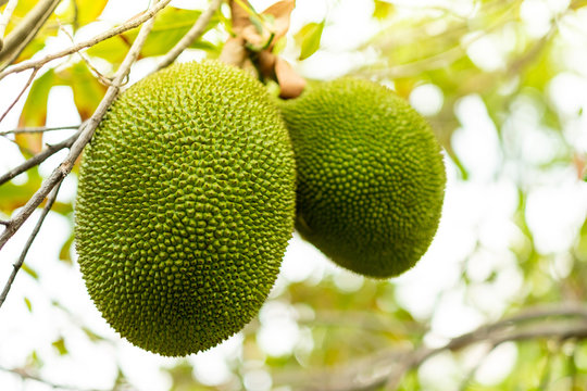 Jack-fruit on jack-fruit tree with blurred background.