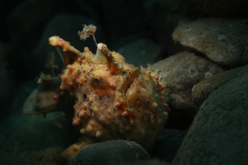 Frogfish from Ambon, Indonesia