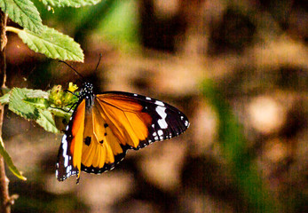 Red Admiral Butterfly sitting on a green plant