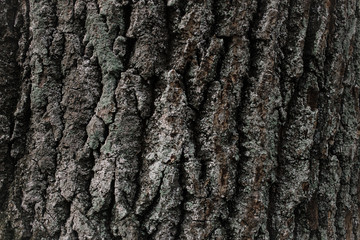 Huge oak bark as background, close up