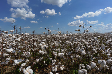 Cotton Field near Clarksdale, Missisippi