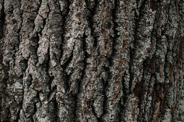 Huge oak bark as background, close up