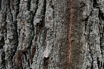 Fototapeta premium Huge oak bark as background, close up