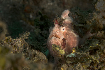 Frogfish from Ambon, Indonesia