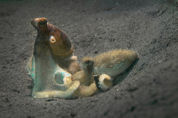 Playing octopuses and their love story. Picture was taken in the Banda sea, Ambon,  Indonesia