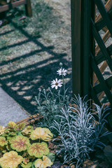 green plant in the garden