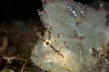 The leaf scorpionfish  (Taenianotus triacanthus) in Ambon, Indonesia