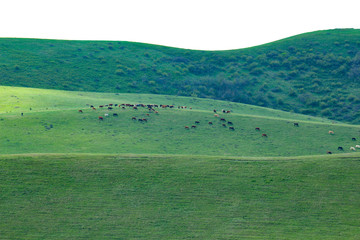 Green meadows and pasture.