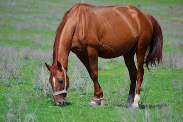 Race horses and riders on them.