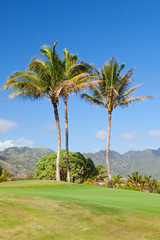Palm Trees At Golf Course, Kauai