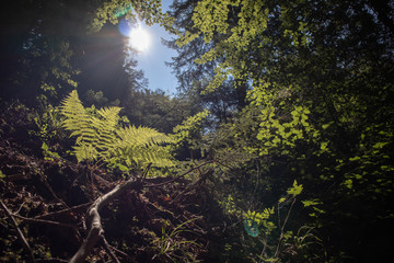 Sonne Himmel aus dem wald heraus