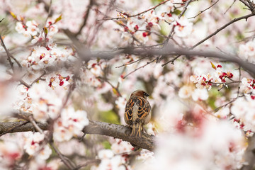 Sparrow apricot branch spring nature close up