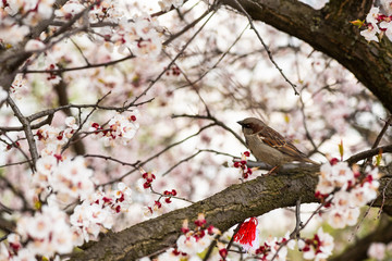 Sparrow apricot branch spring nature close up