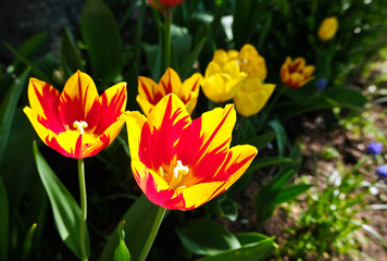 Tulpen