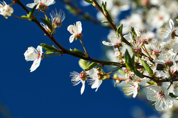 White flowers blooming on a fruit tree during spring in Poland.