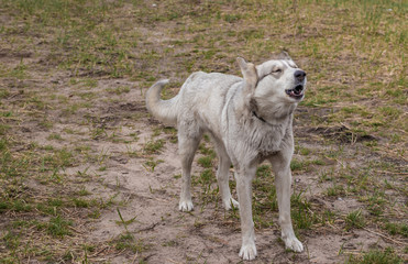 Wild stray dog barks at passersby