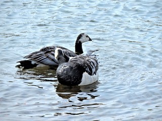 canada goose in the water