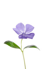 Fototapeta na wymiar Periwinkle flower isolated on white background