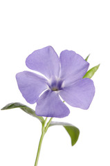 Periwinkle flower isolated on white background