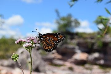 Monarch Butterfly