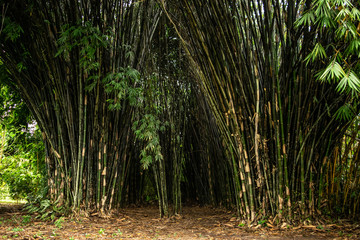 Green Bamboo