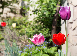 Colorful tulips in garden.