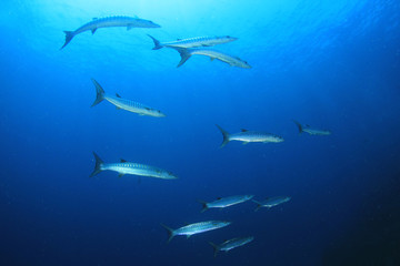Obraz na płótnie Canvas Barracuda fish 