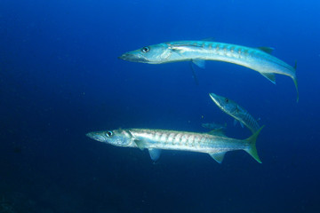 Obraz premium Barracuda fish 