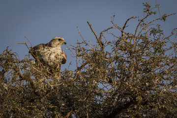 saker falcon national bird of mangolia visiting bikaner, rajasthan india