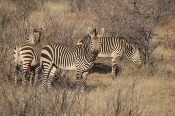 Fototapeta na wymiar zebra in africa