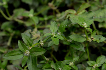 the shape and texture of tropical green plants