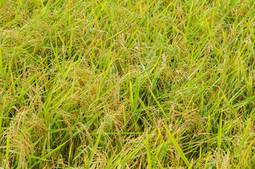 Paddy rice plantation field