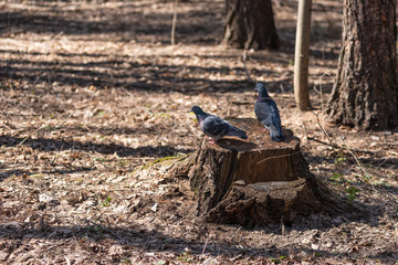 A pair of pigeons on a stump in the spring forest - family