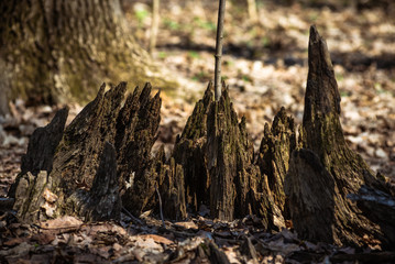 Remains of a stump in the forest - dramatic landscape